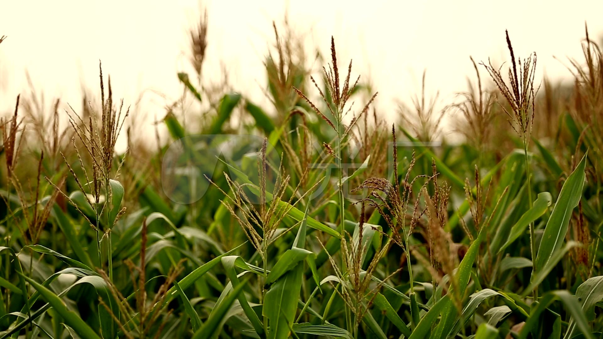 4K玉米苞米收获特写农业种植空镜头视频特效素材-千库网