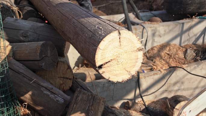 林场电锯锯木头升格慢动作