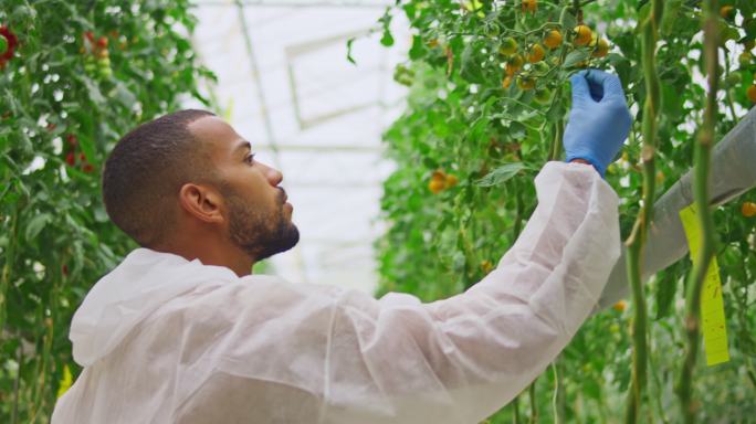 技术人员在高科技温室里检查番茄植株