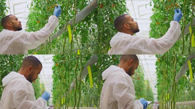 技术人员在高科技温室里检查番茄植株