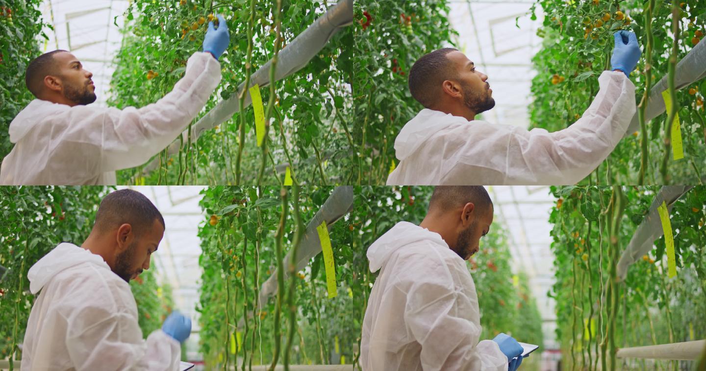 技术人员在高科技温室里检查番茄植株