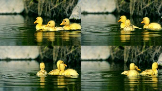 小鸭在小溪里游泳黄鸭幼小萌动