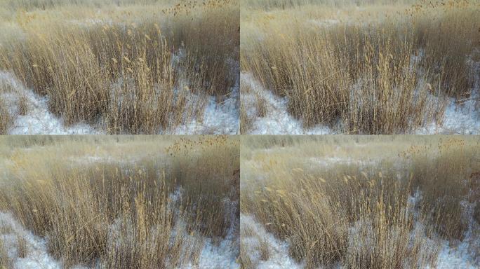 冬日芦苇的素材（4K高清）