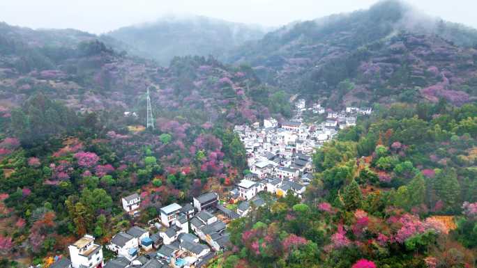 安徽黄山歙县卖花渔村梅花盛开航拍