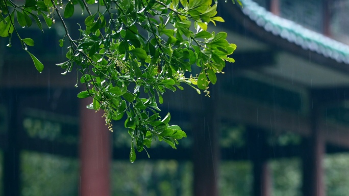 春天雨水惊蛰春分谷雨清明唯美意境静谧空镜