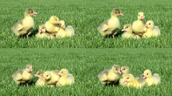 四只小鹅坐在草地上