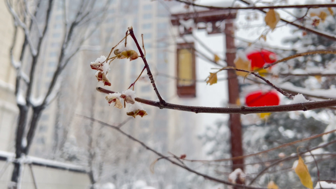 冬天，过年大雪，社区雪景，高端中式小区