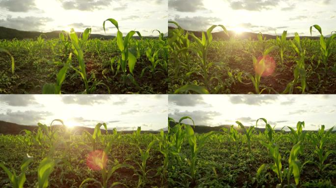 阳光透过玉米幼苗唯美农田有机玉米种植破土