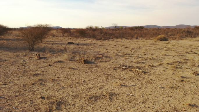 在阳光明媚的偏远沙漠中觅食的猎豹