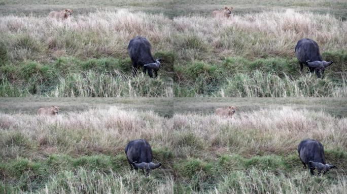 动物狩猎狮子猎杀捕猎大草原