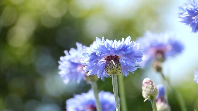 蓝色玉米花（矢车菊）