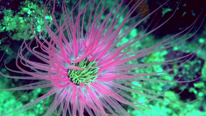 一种彩色的花管海葵