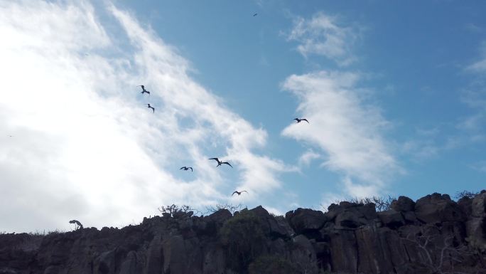 护卫舰上的鸟在靠近海岸的洋流中翱翔