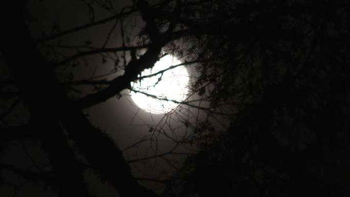 满月从光秃秃的树枝上升起