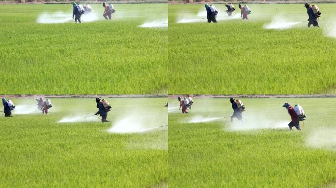 农民在稻田喷洒农药