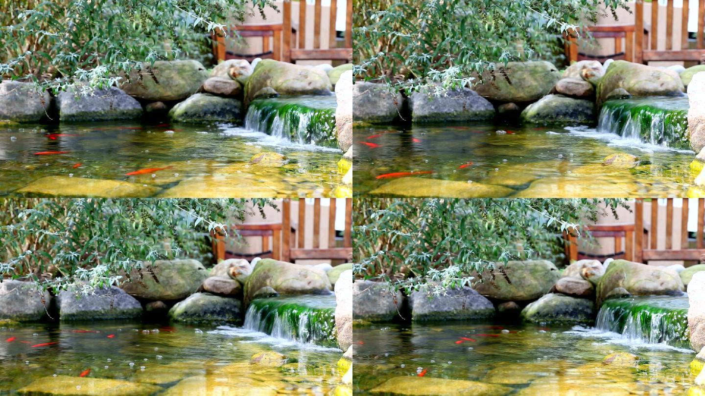 花园里的锦鲤池