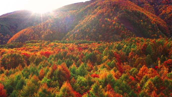 高山秋林初秋景色白露秋分寒露霜降