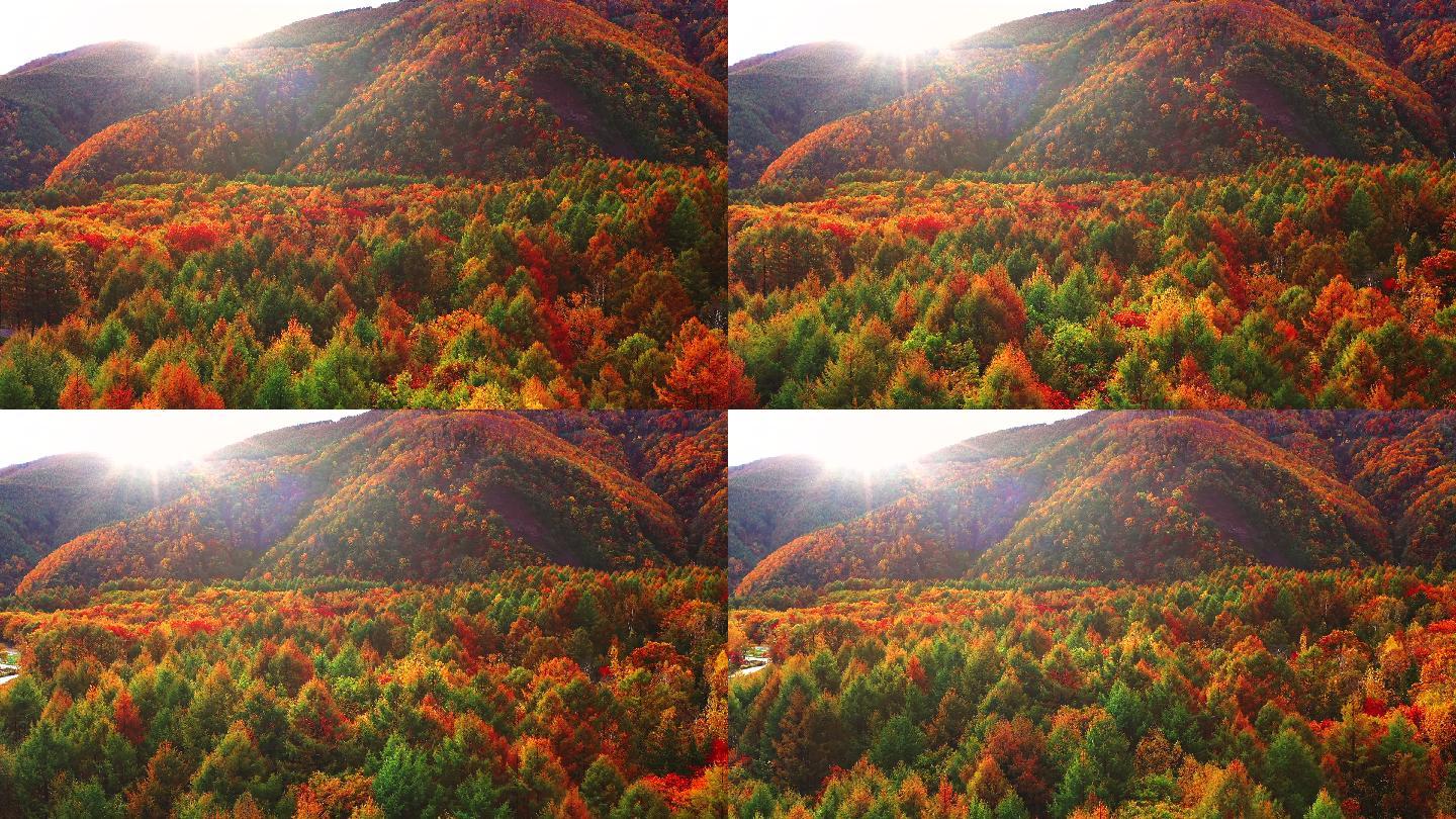 高山秋林初秋景色白露秋分寒露霜降