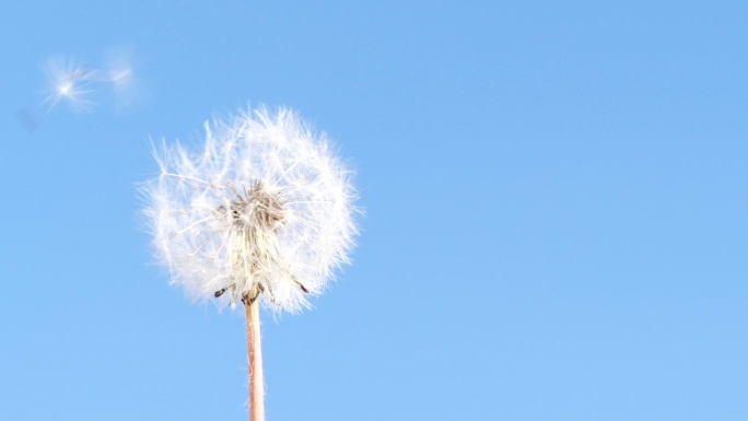 蒲公英花种子被风吹走