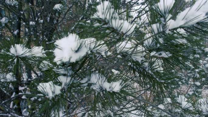 下雪天、雪景