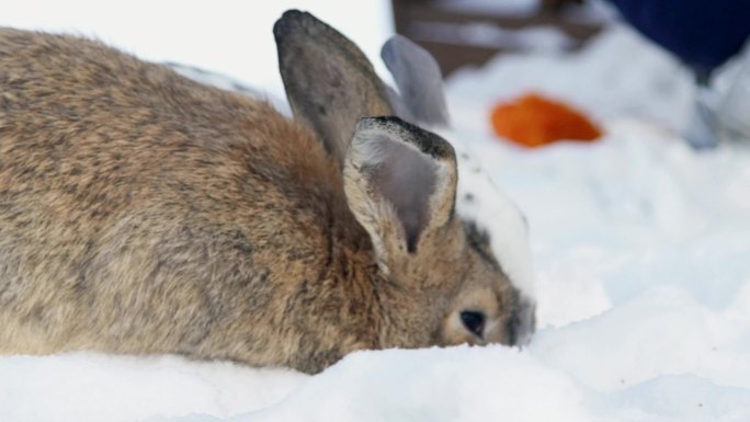 两只兔子坐在雪地里