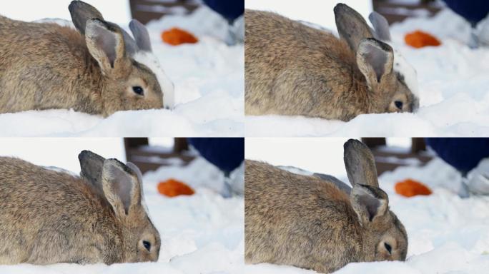两只兔子坐在雪地里