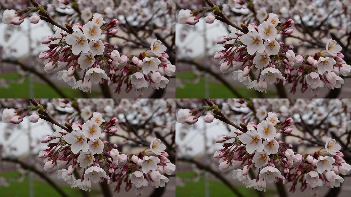 美丽的樱花武大花朵花卉花蕊实拍视频
