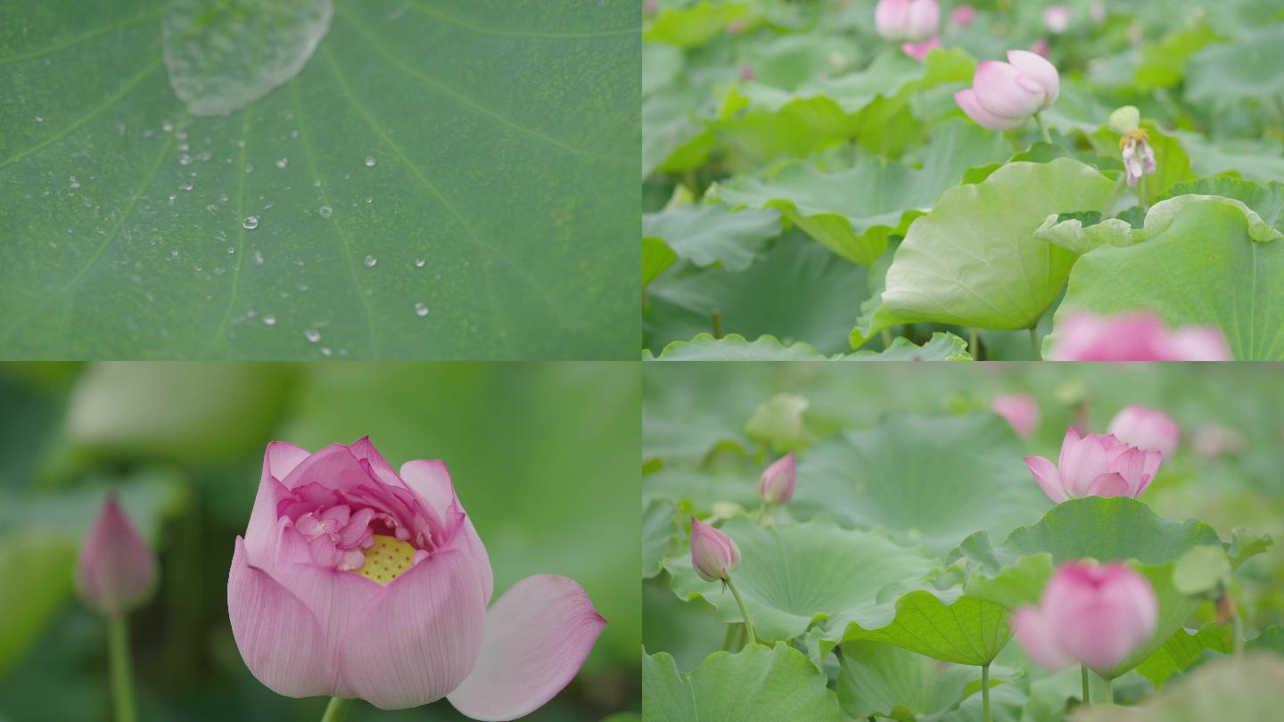 荷花池 慢镜头 水滴 荷叶 莲子 4k