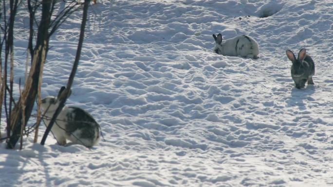 三只毛茸茸的兔子坐在白雪上跳跃