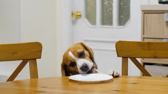 狗在没人的时候偷走桌上的食物