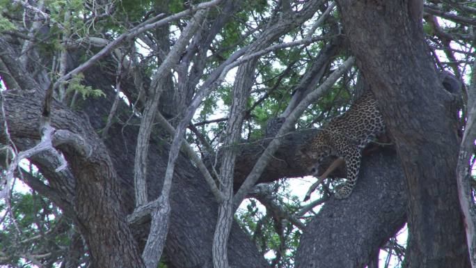 一只豹子在一棵树上四处走动
