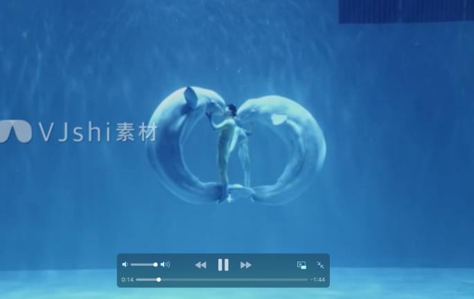 4K白鲸表演互动海洋世界海底世界视频素材