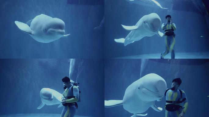 4K白鲸表演互动海洋世界海底世界视频素材