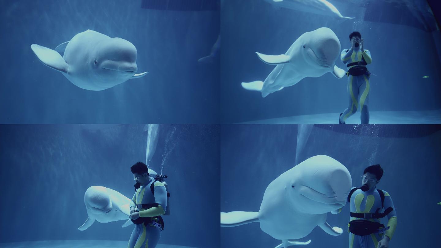 全球唯一极地白鲸表演，感动哭你