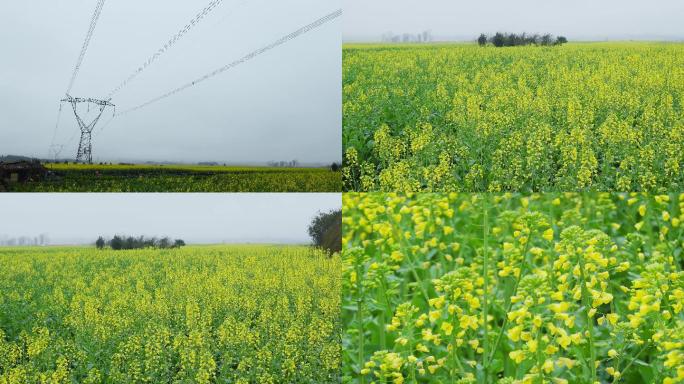 阴天油菜花海里的电线杆电线塔