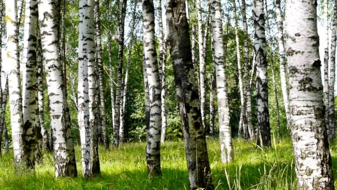夏季桦树林风景湖泊风光延时山河森林云海青