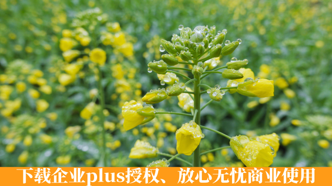阴雨天气黄色油菜花叶上的水滴