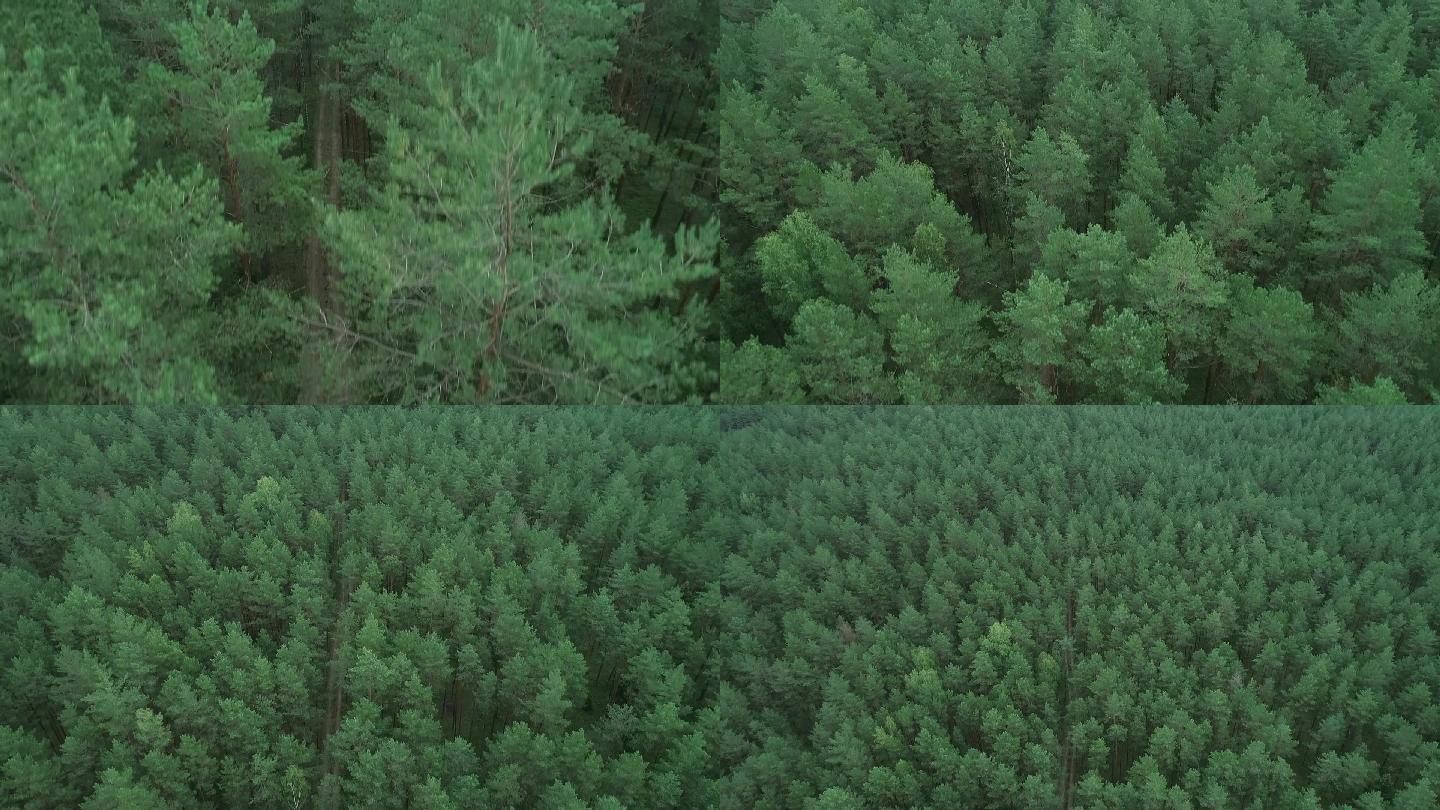 立陶宛的森林