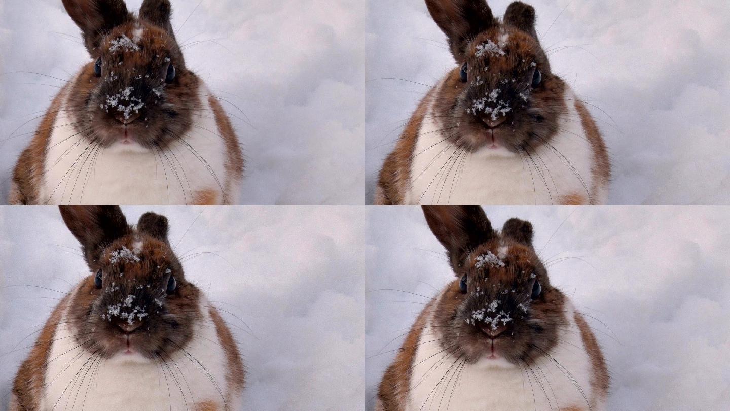 兔子扭动着鼻子澳大利亚澳洲野兔小灰兔