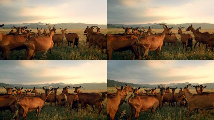 太阳下山时，山羊在牧场上吃草