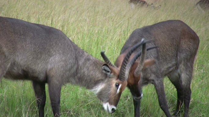 一场激战中的雄鹿非洲动物羚羊求偶动物园