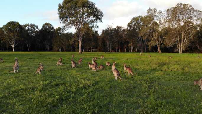 袋鼠在日落时吃草野外澳大利亚
