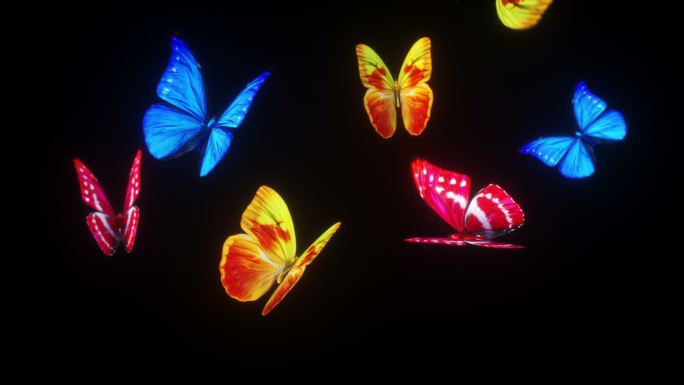 美丽蝴蝶背景的3d动画