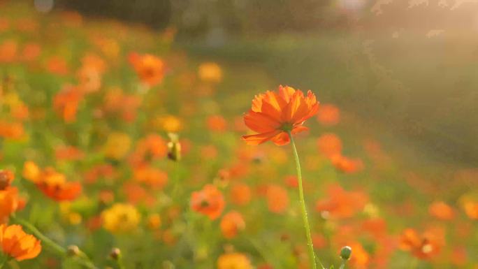 花海 小黄花 花