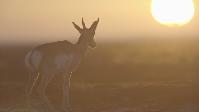 一群叉角羚在奔跑人与自然动物世界纪录片