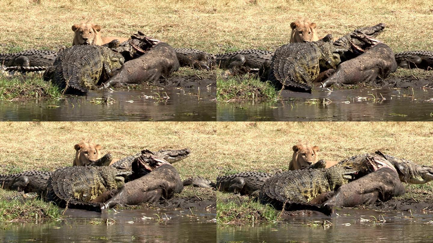 雄性狮子和鳄鱼在水边吃水牛的尸体