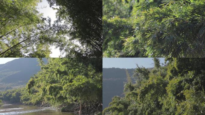 河边竹林竹叶50帧实拍素材