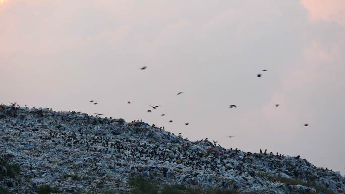 垃圾场中的鸟群乌鸦垃圾场大景废弃材料