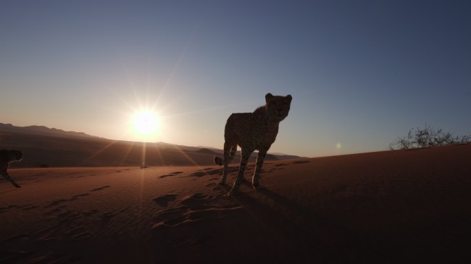 沙漠中的猎豹逆光剪影国家公园