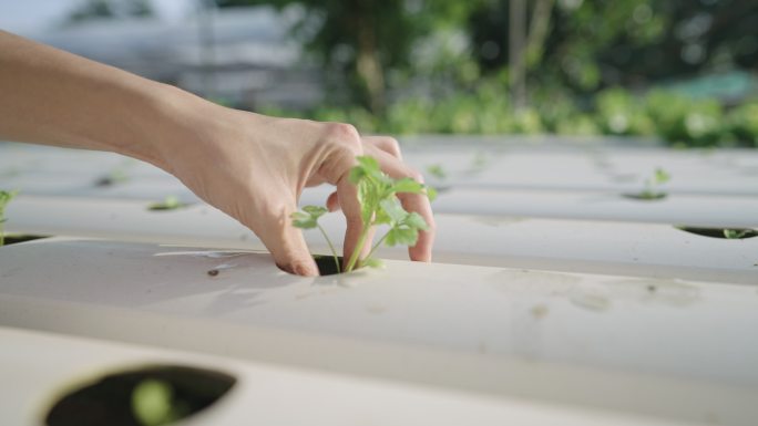 水培种植系统沙拉蔬菜菜园